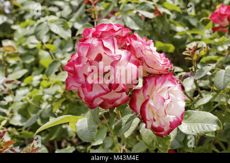 Rosa Jubile du Prince de Monaco, Polyantha rose Stock Photo