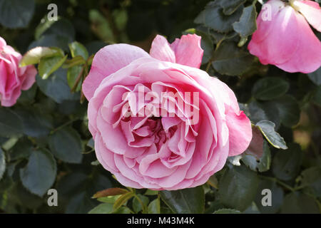 Rosa Leonardo da Vinci, Shrub rose, Nostalgic Rose Stock Photo