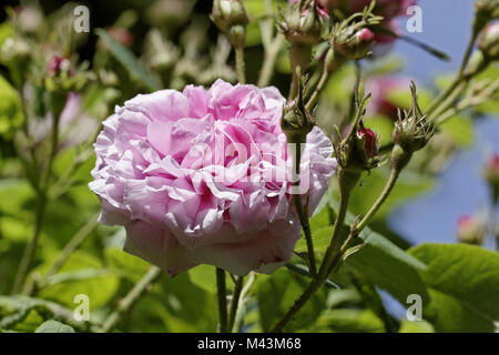 Rosa damascena, Damask Rose Leda, Damascus rose Stock Photo