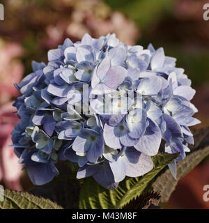 Hydrangea macrophylla 'Endless Summer' Hortensia Stock Photo
