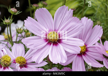 Cosmos bipinnatus Sonata Pink Blush, Mexican Aster Stock Photo