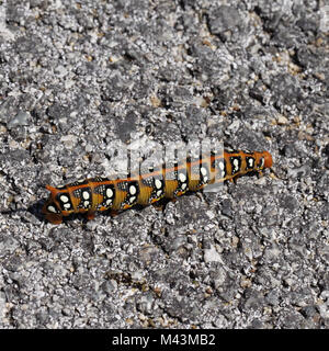 Hyles euphorbiae, Spurge Hawkmoth (caterpillar) Stock Photo