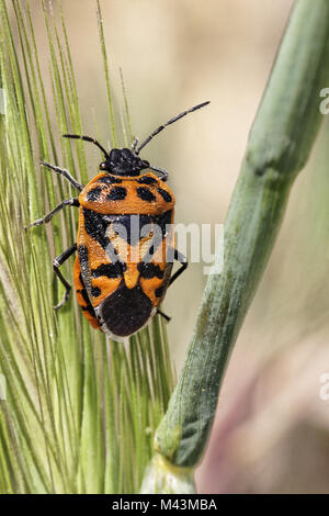 Eurydema ventralis (Euridema ventrale) Shield bug Stock Photo