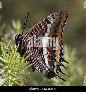 Charaxes jasius, Two-tailed Pasha, Foxy Emperor Stock Photo