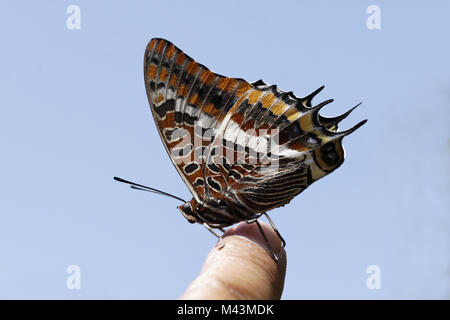 Charaxes jasius, Two-tailed Pasha, Foxy Emperor Stock Photo