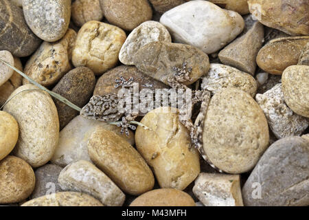 Hemidactylus turcicus, Turkish Gecko, House Gecko Stock Photo