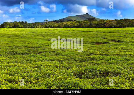 Tea plantation (Bois Cheri) in the foothills. Mauritius Stock Photo