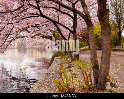 Blooming cherry trees at the inner Alster Lake on a calm morning with swan. Stock Photo