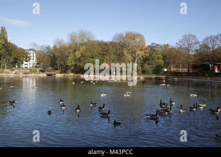 Canada goose, Branta canadensis at a pond, Germany Stock Photo