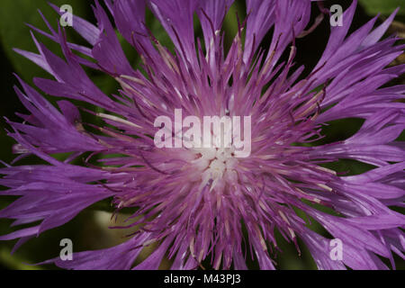 Centaurea dealbata, Persian Cornflower, Whitewash Stock Photo