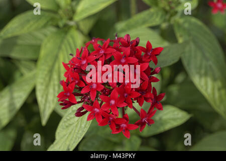 Pentas lanceolata, Egyptian Starcluster,Starflower Stock Photo