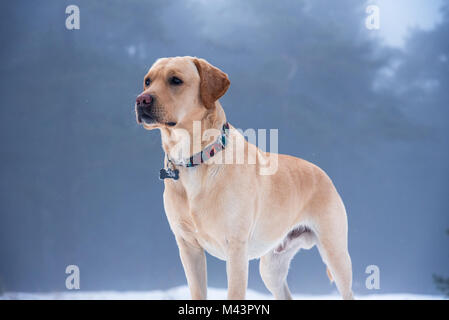 Labrador retriever puppy dog in the winter. Stock Photo