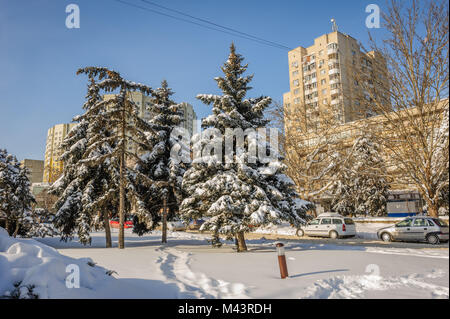 Snow-covered firs trees in city Stock Photo