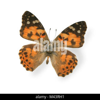 Big tiger butterfly isolated on white background Stock Photo