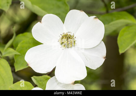 Cornus nuttallii, Pacific dogwood,Mountain dogwood Stock Photo