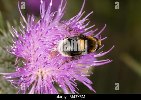 Volucella bombylans, Hoverfly on Cirsium vulgare Stock Photo