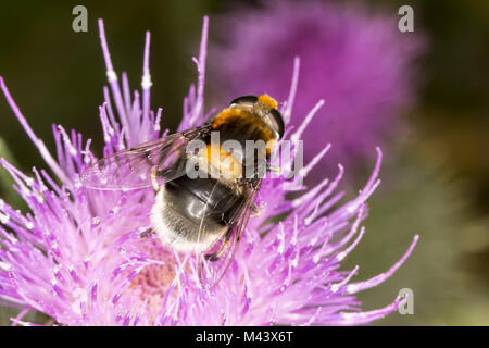 Volucella bombylans, Hoverfly on Cirsium vulgare Stock Photo