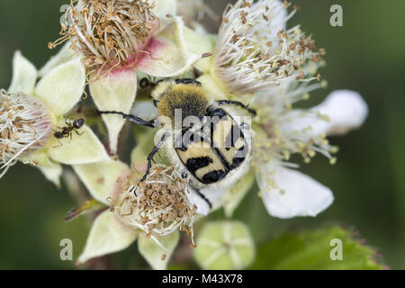 Trichius fasciatus, bee chafer, bee beetle, German Stock Photo