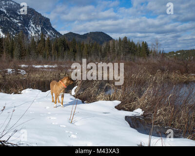 A red dog standing on the hardened snow, along the banks of the Bull River, in Sanders County, Montana. Bad Medicine Mountain in background. Stock Photo
