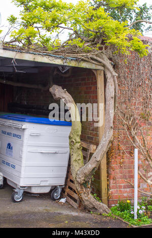 15 May 2017 An unusual old twisted and gnarled  Wisteria plant growing through a garage roof in the seaside town of Hythe in Hampshire on the English Stock Photo