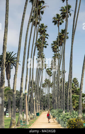 Palm Trees in Palisades Park,  Santa Monica California Stock Photo