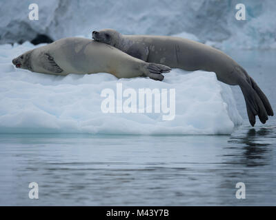 Close up of a pair of crabeater seals resting on an iceberg in the Southern Ocean in Antarctica. Both seals have scars about their faces and the darke Stock Photo