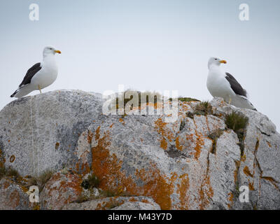 A pair of kelp gulls standing on top of a light and medium gray stone formation. Orange or rust colored lichen, moss and grass are on the rock. Stock Photo