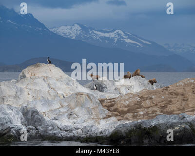 Blue eyed cormorants or shags and seals on a rocky island in the Beagle Channel, Argentina. Stock Photo