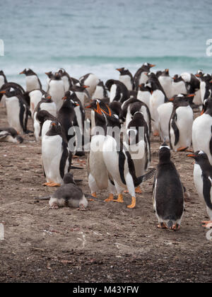 A pair of gentoo penguins vocalizing, a baby penguin on its belly and other gentoos preening on the beach.