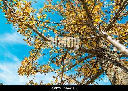 Yellow dyed leaves turning black while still attached to the tree branch. Beautiful, colorful autumn and bright sun light in the background. Stock Photo