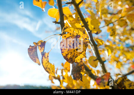 Yellow dyed leaves turning black while still attached to the tree branch. Beautiful, colorful autumn and bright sun light in the background. Stock Photo