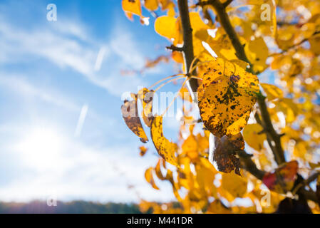 Yellow dyed leaves turning black while still attached to the tree branch. Beautiful, colorful autumn and bright sun light in the background. Stock Photo