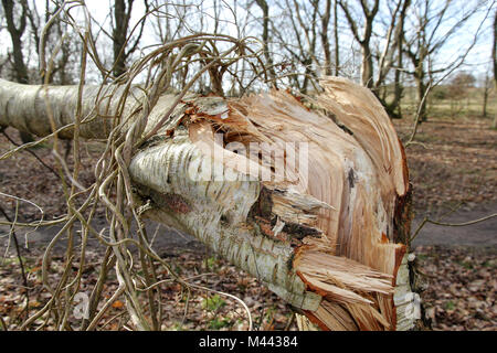 split tree trunk Walberswick Suffolk Stock Photo