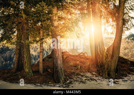 sun rays shining through tree branches in forest Stock Photo