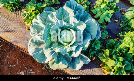 Cabbage leaves blooming in the bright sunlight. Fresh vegetable produce ready to be harvested. Cabbage grown among strawberries in the same patch.