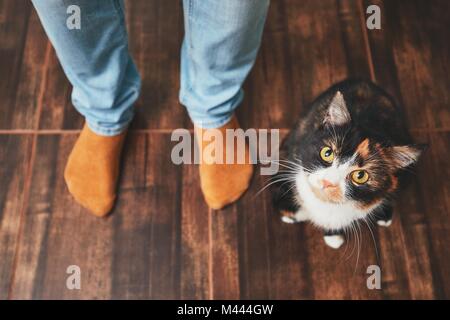 Domestic life with pet. Playful cat and his owner (young man) at home. Stock Photo