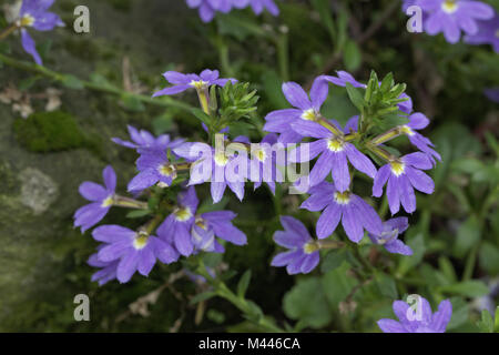 Scaevola aemula, Fairy Fan-flower, Common Fan-fl. Stock Photo