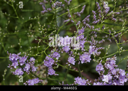 Limonium vulgare, Common sea lavender, Marsh rose Stock Photo