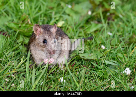 'I'm not a bad rat.' Stock Photo