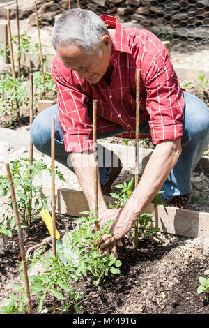 Man planting tomato seedlings Stock Photo