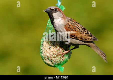 House sparrow with fat ball Stock Photo