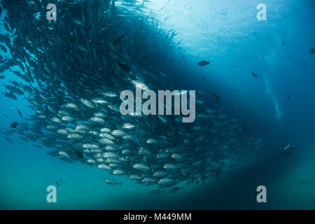 Diver swimming with school of jack fish, underwater view, Cabo San Lucas, Baja California Sur, Mexico, North America Stock Photo