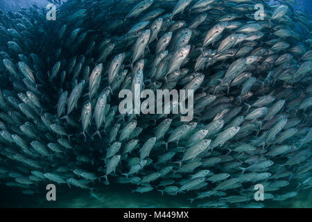 School of jack fish, underwater view, Cabo San Lucas, Baja California Sur, Mexico, North America Stock Photo
