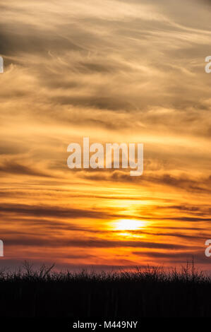 flying birds on dramatic sunset background Stock Photo