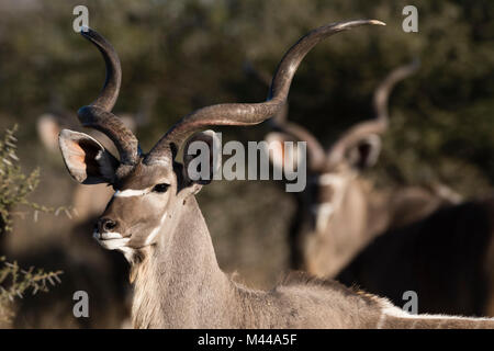 Portrait of a greater kudu (Tragelaphus strepsiceros), Kalahari, Botswana Stock Photo