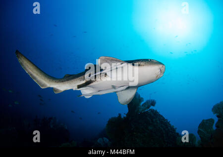 Zebra shark (Stegostoma fasciatum) swimming above the reef in Mergui Archipelago, Myanmar (Burma) Underwater photography Stock Photo