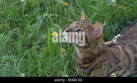 Bengal cat walks in the grass. He shows different emotions. Stock Photo