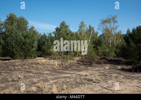 Flowering heather and birches  in Wilderness Lieberose Heath. This open landscape was used as a military training area. Stock Photo