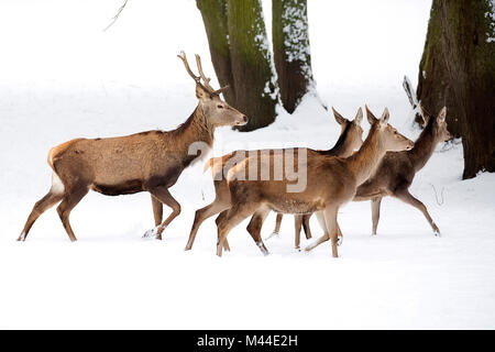 Red deer with family on the run in winter Stock Photo