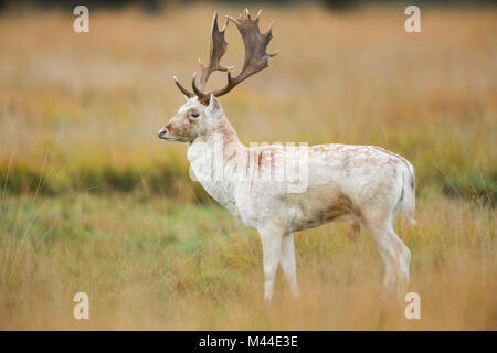 White Fallow Deer (Cervus dama). Buck standing in grass. Richmond Park, London, England